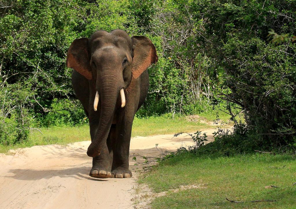 Hotel Kulu Safaris Yala Zewnętrze zdjęcie